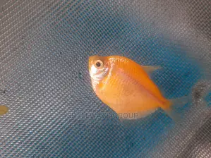 Glo Tetra Fish