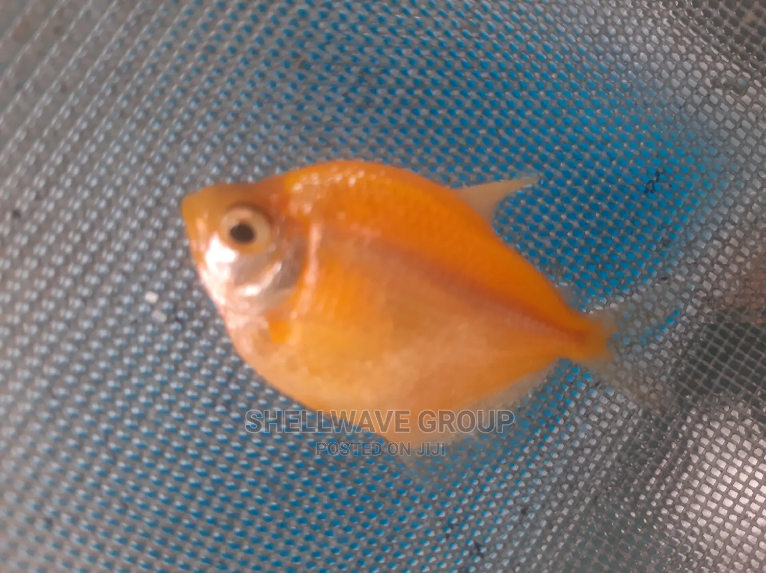 Glo Tetra Fish