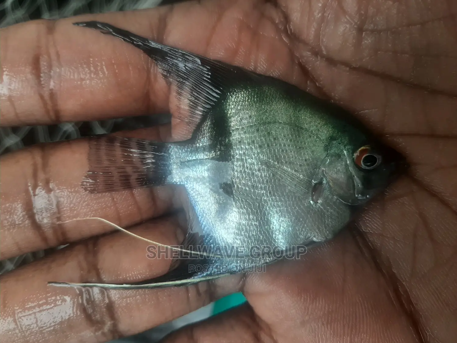Angel Fish