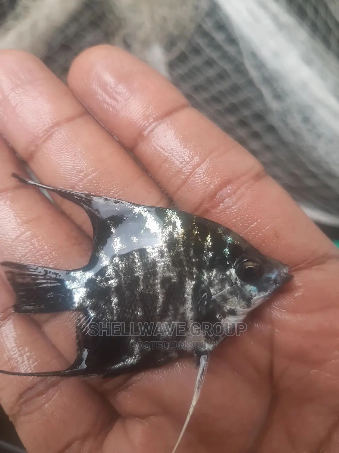Angel Fish