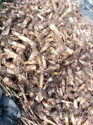 Hybrid Plantain Suckers