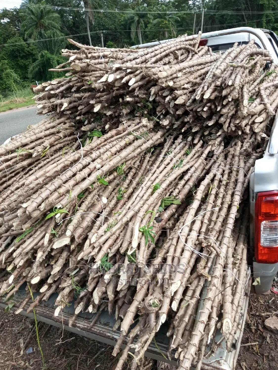 Cassava Stems (Hybrid)