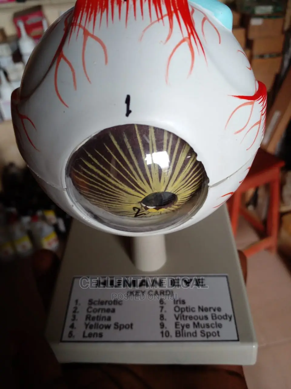 Human Eye Model