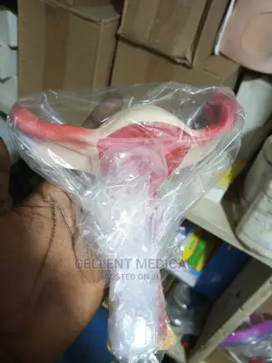 Female Reproductive System