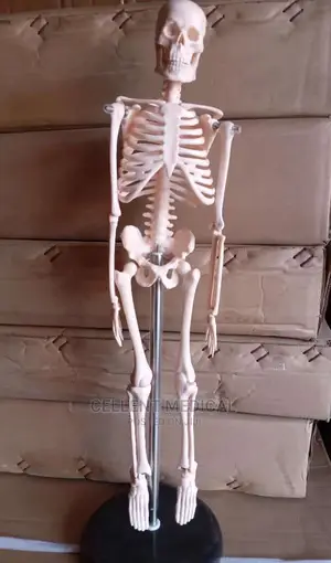 Medium Size Skeleton