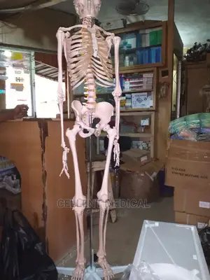 Life Size Skeleton