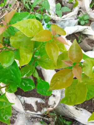 Bougainvillea Flower