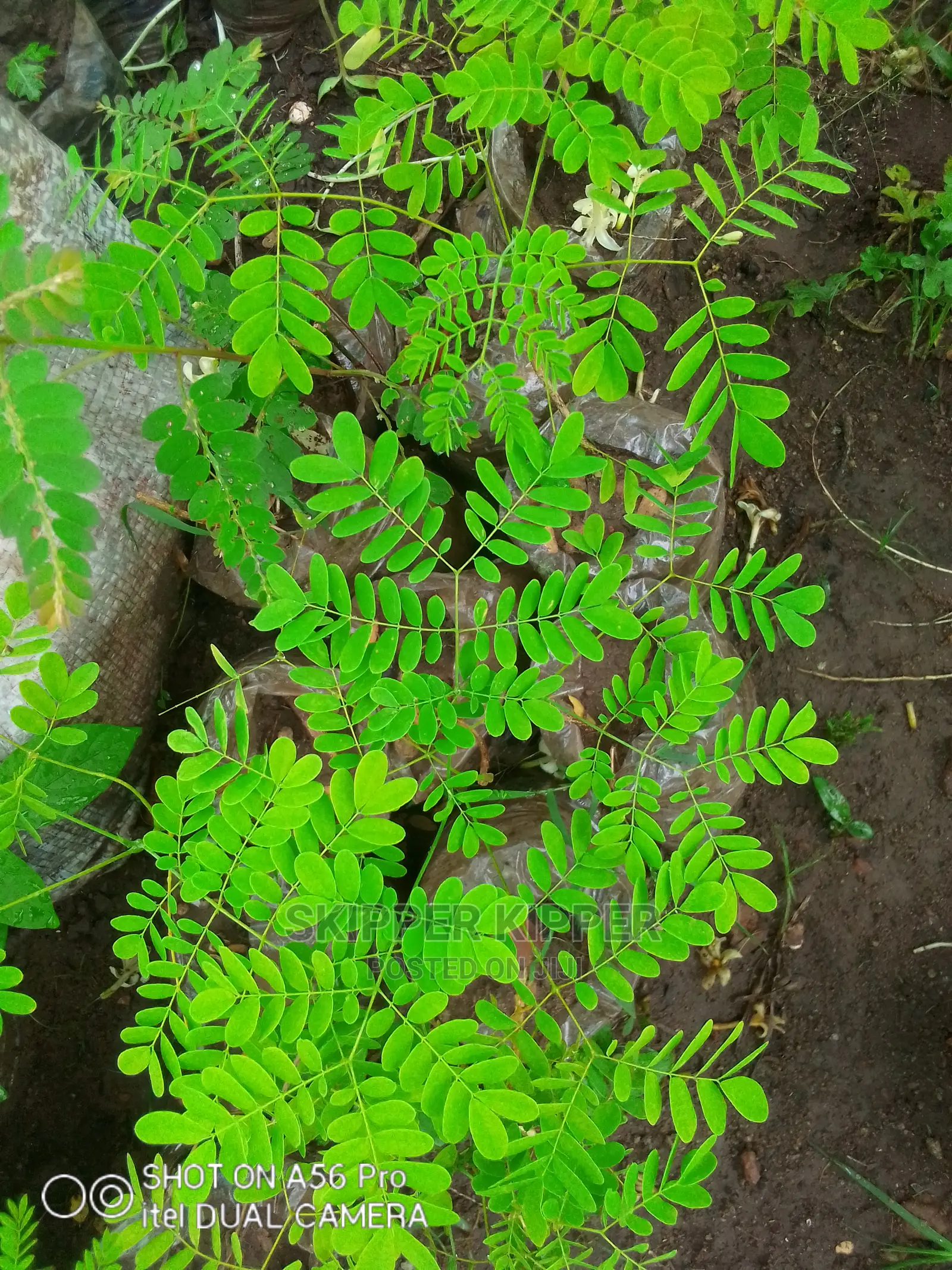 Pride of Barbados