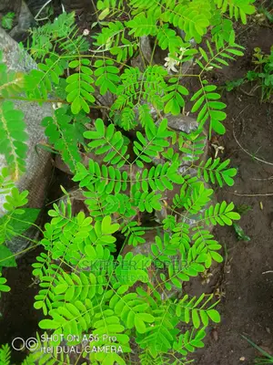 Pride of Barbados