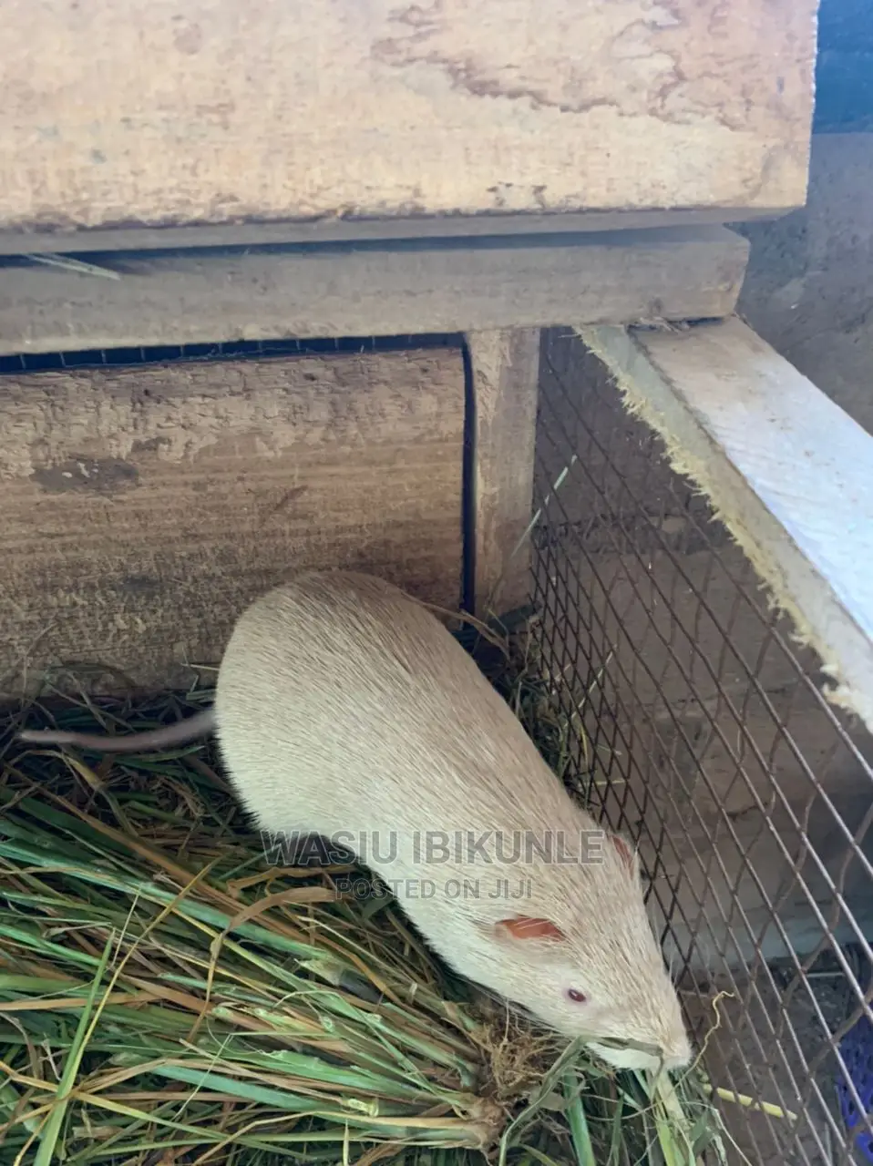 Live Grasscutter for Sale