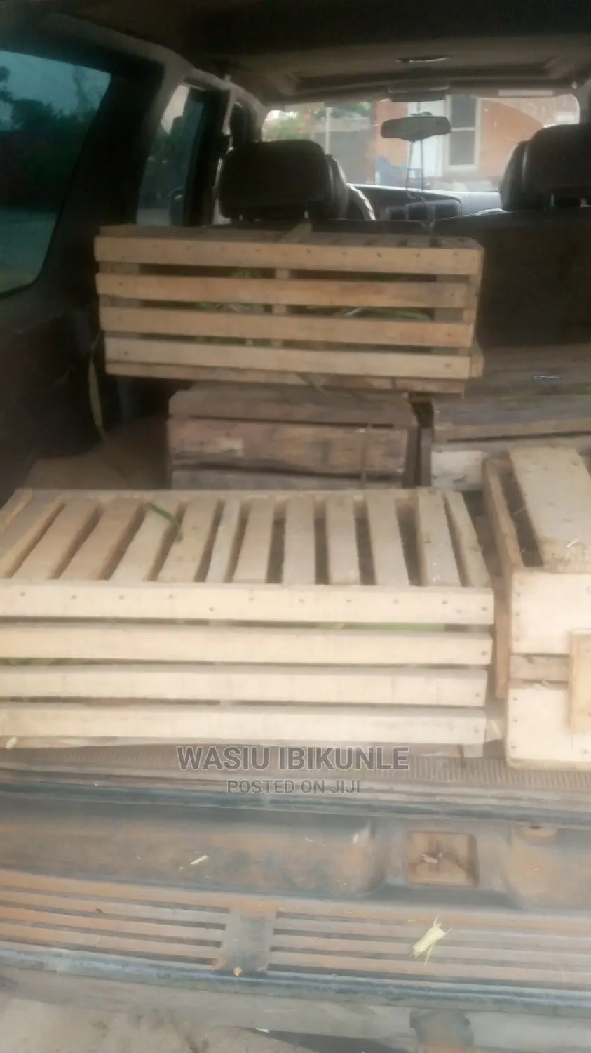 Live Grasscutter for Sale