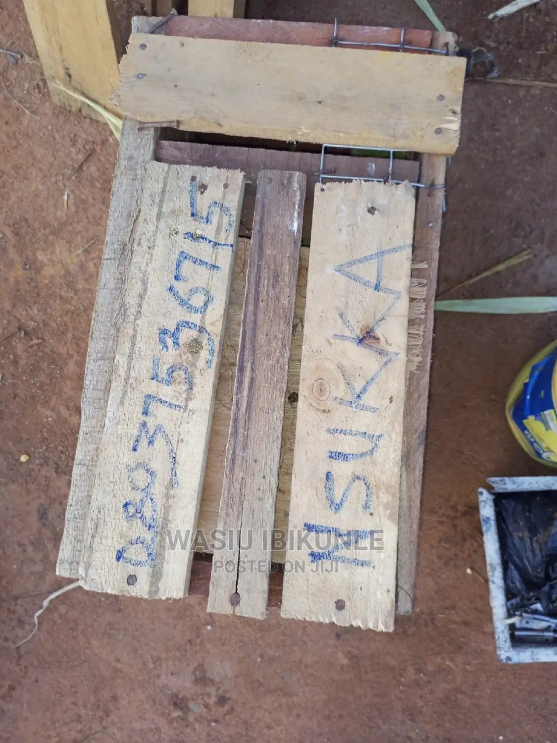 Live Grasscutter for Sale