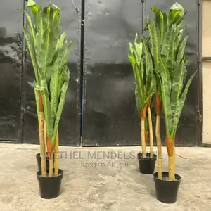 Dracaena Plants for Indoor Decor | Sales of Flower/Plants