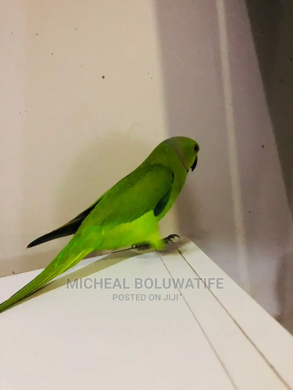 Indian Ring Neck