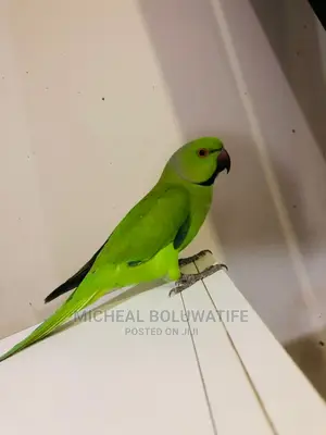 Indian Ring Neck