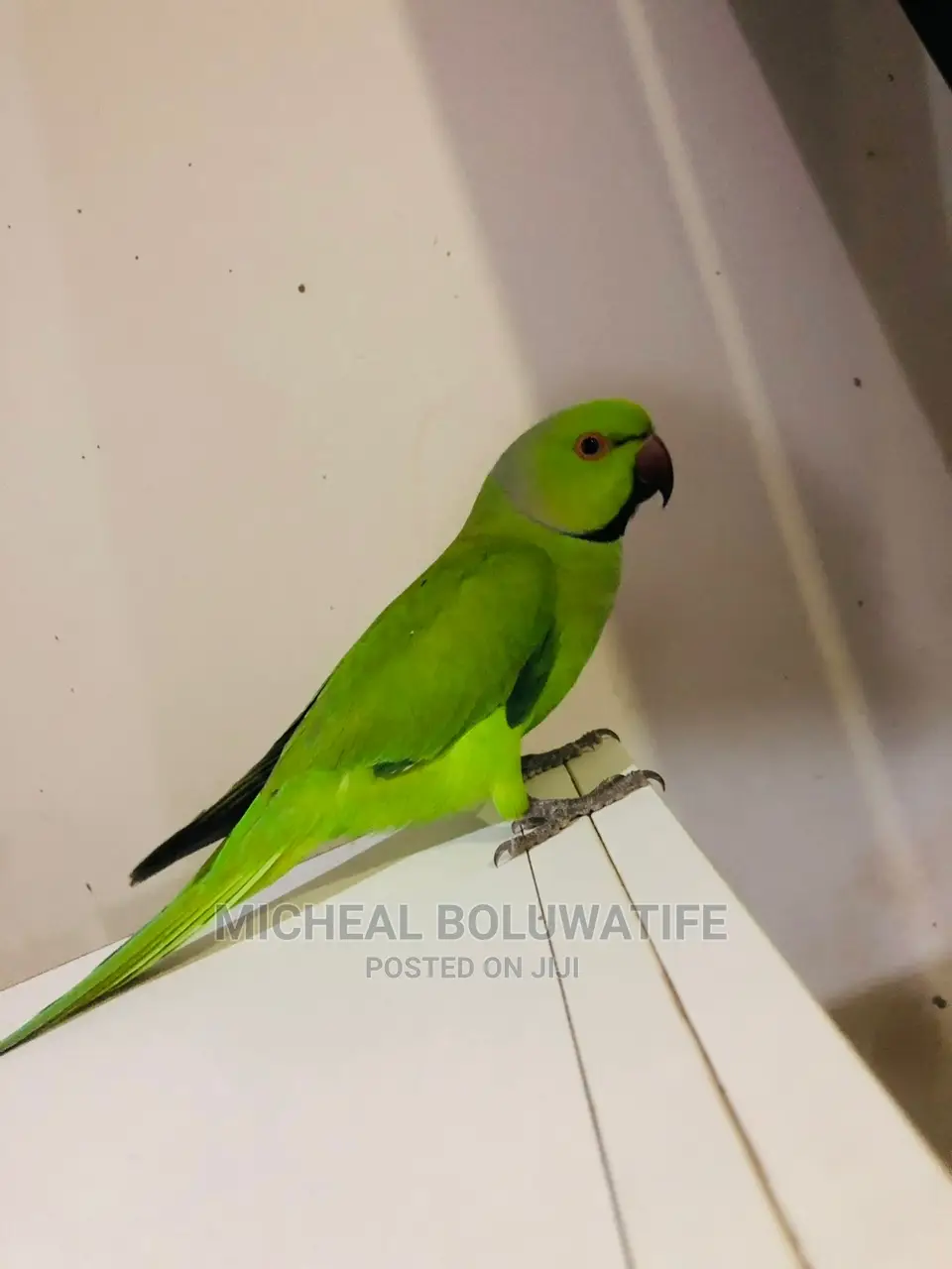 Indian Ring Neck