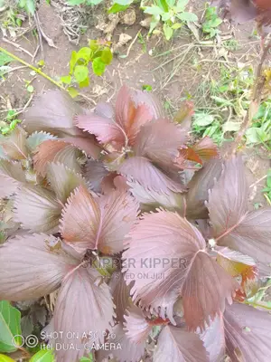 Copper Leaf