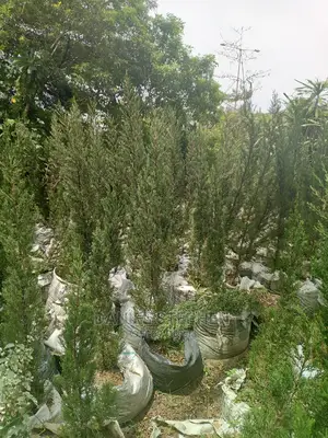 Monterey Cypress