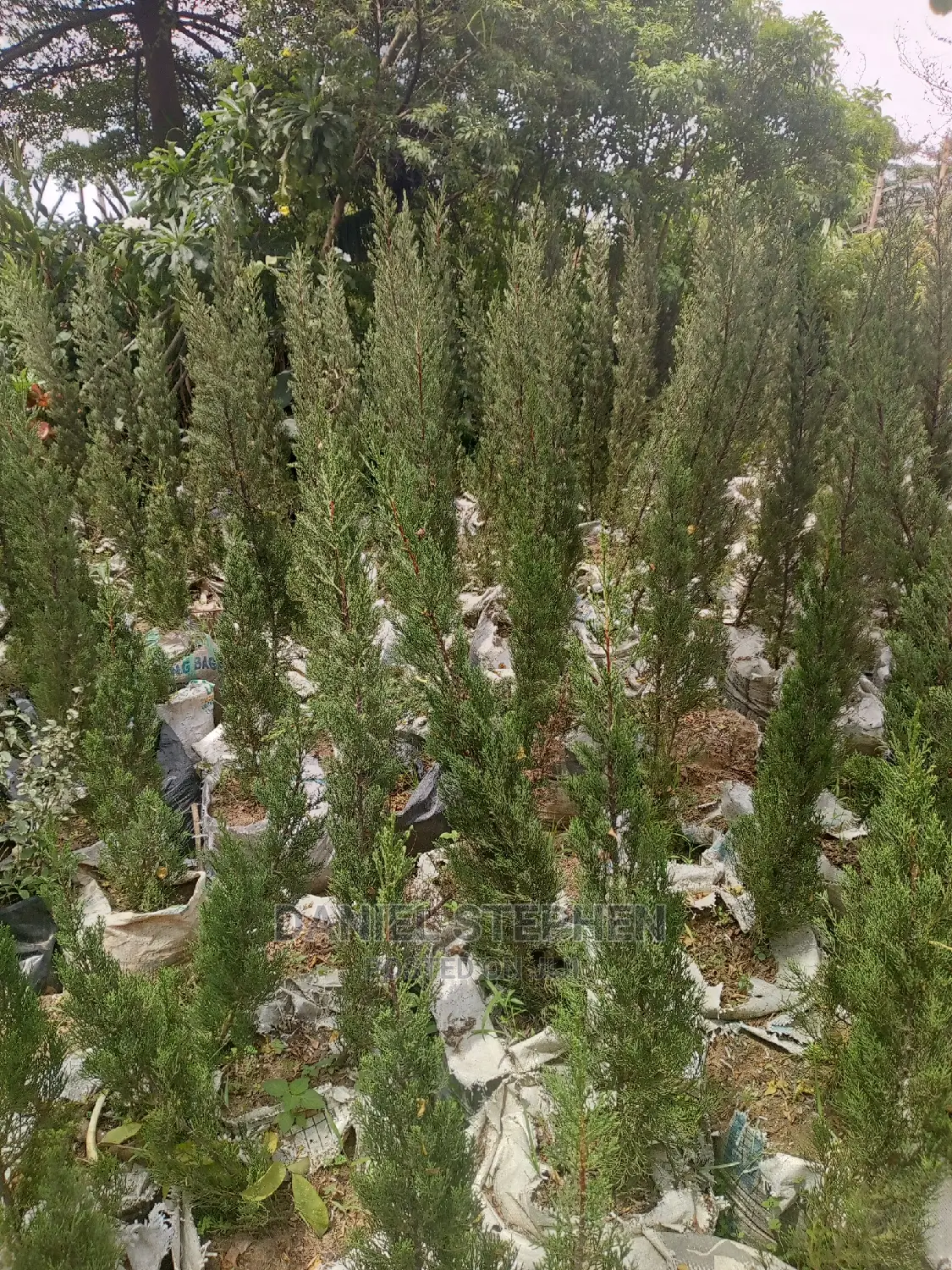 Monterey Cypress (Christmas Tree)