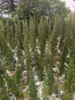 Monterey Cypress (Christmas Tree)