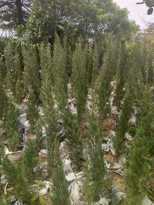 Monterey Cypress (Christmas Tree)