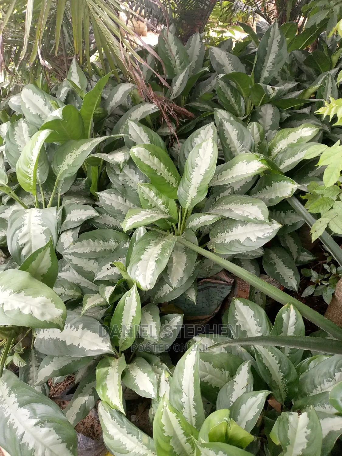 Dumb Cane for Sell