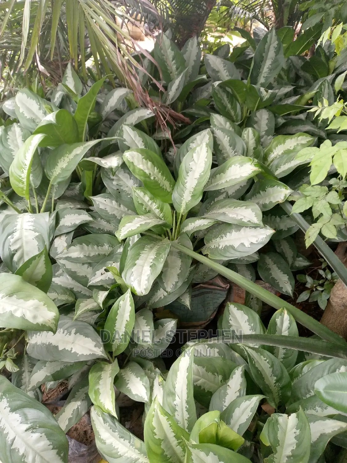 Dumb Cane for Sell