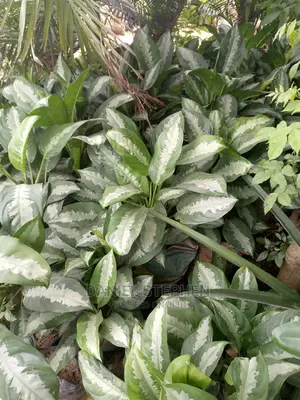 Dumb Cane for Sell