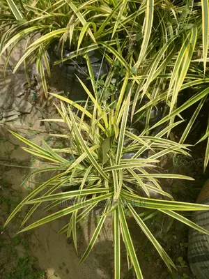 Yellow Spider