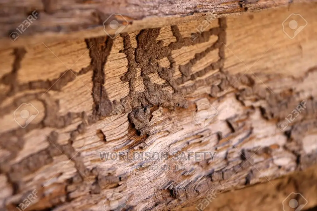 Termite Treatment and Control
