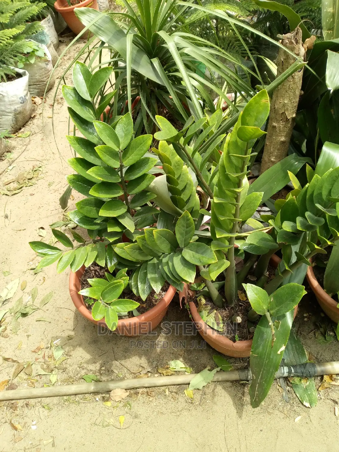 Zz Plant for Sell