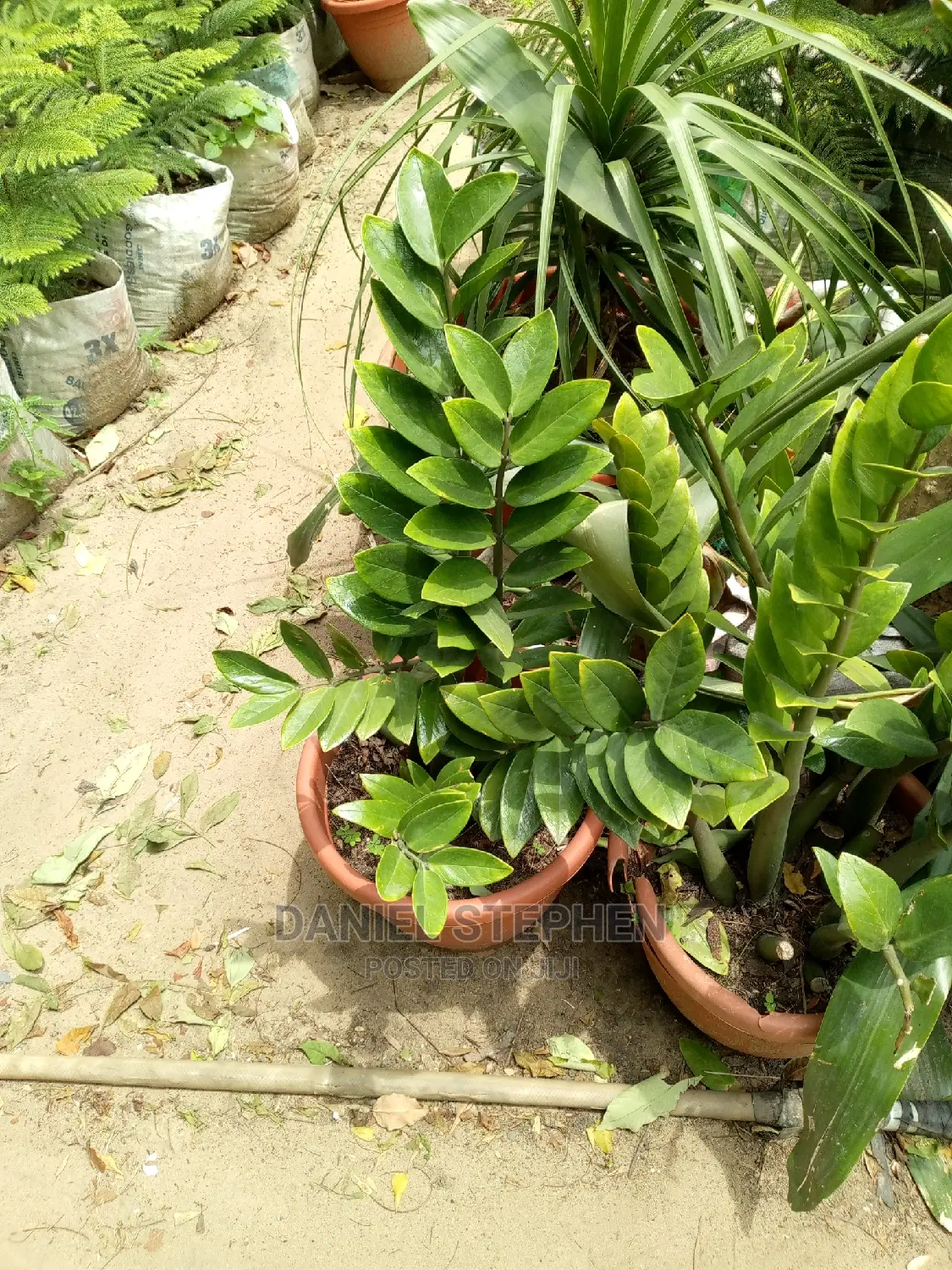 Zz Plant for Sell