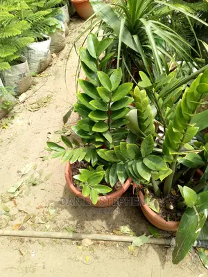 Zz Plant for Sell