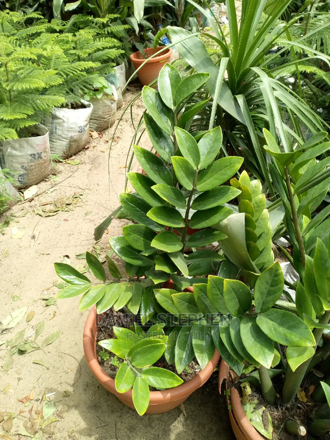Emerald Palm for Sell