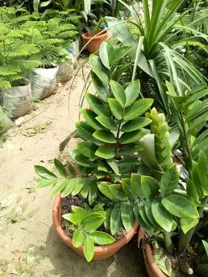 Emerald Palm for Sell