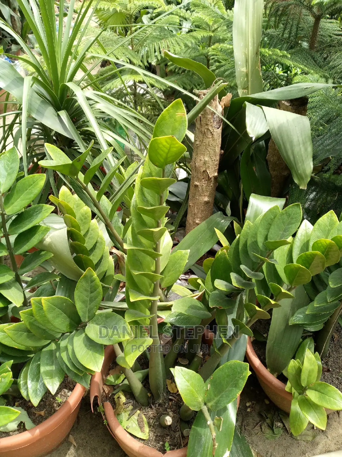 Emerald Palm for Sell