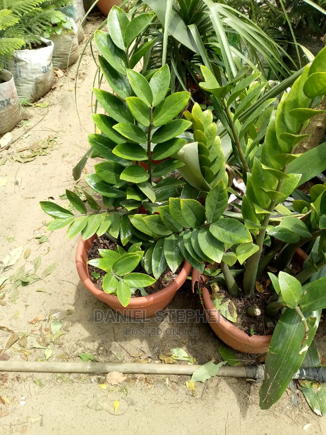 Emerald Palm for Sell