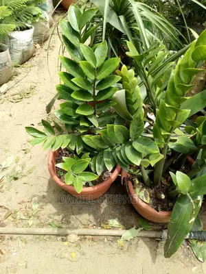 Emerald Palm for Sell