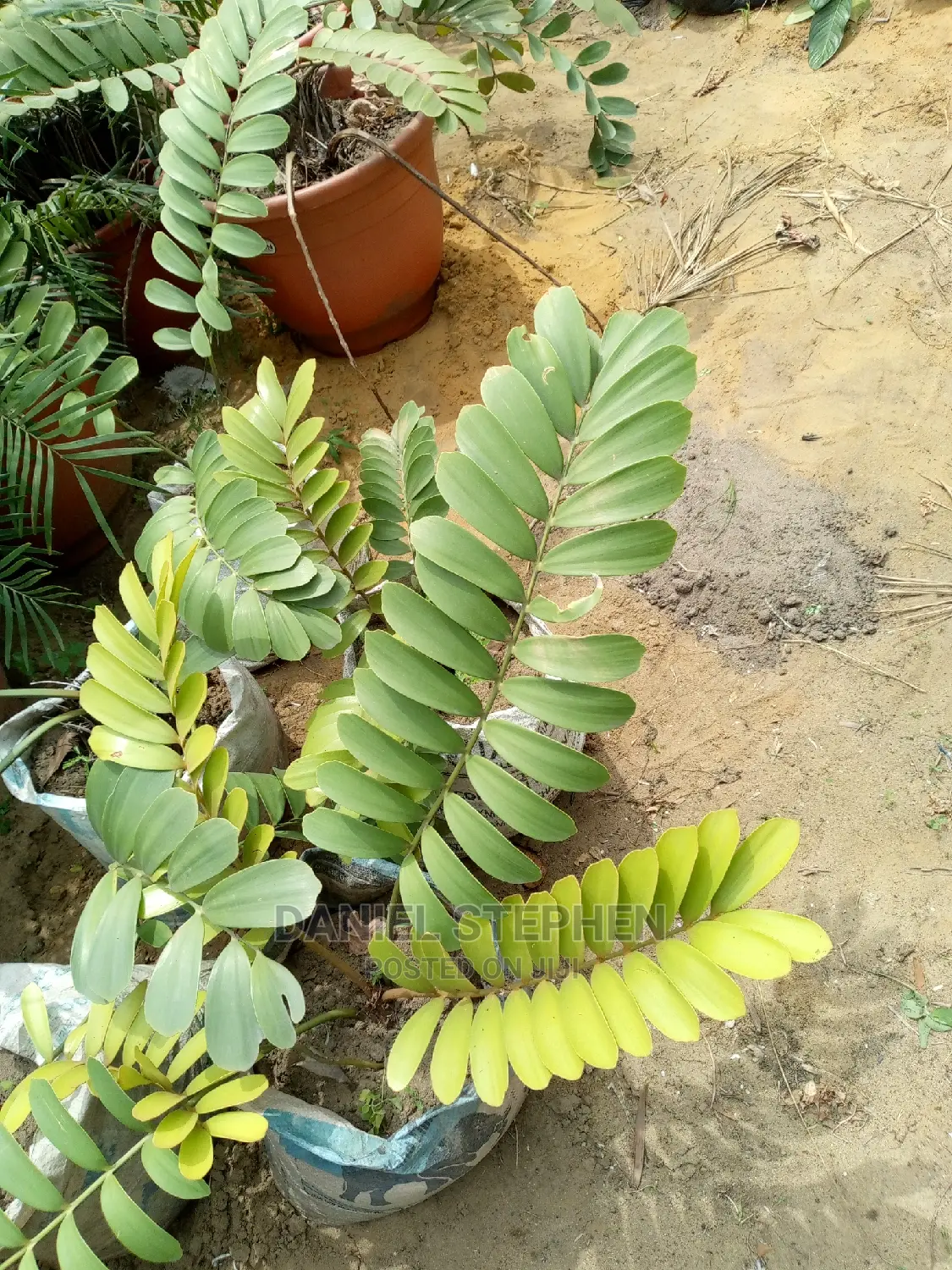 Aroid Palm