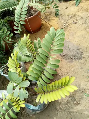 Aroid Palm