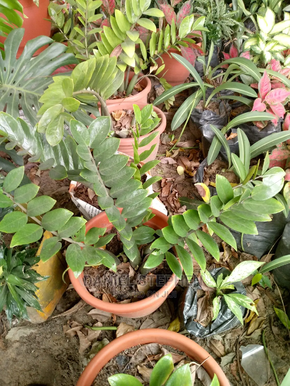 Aroid Palm