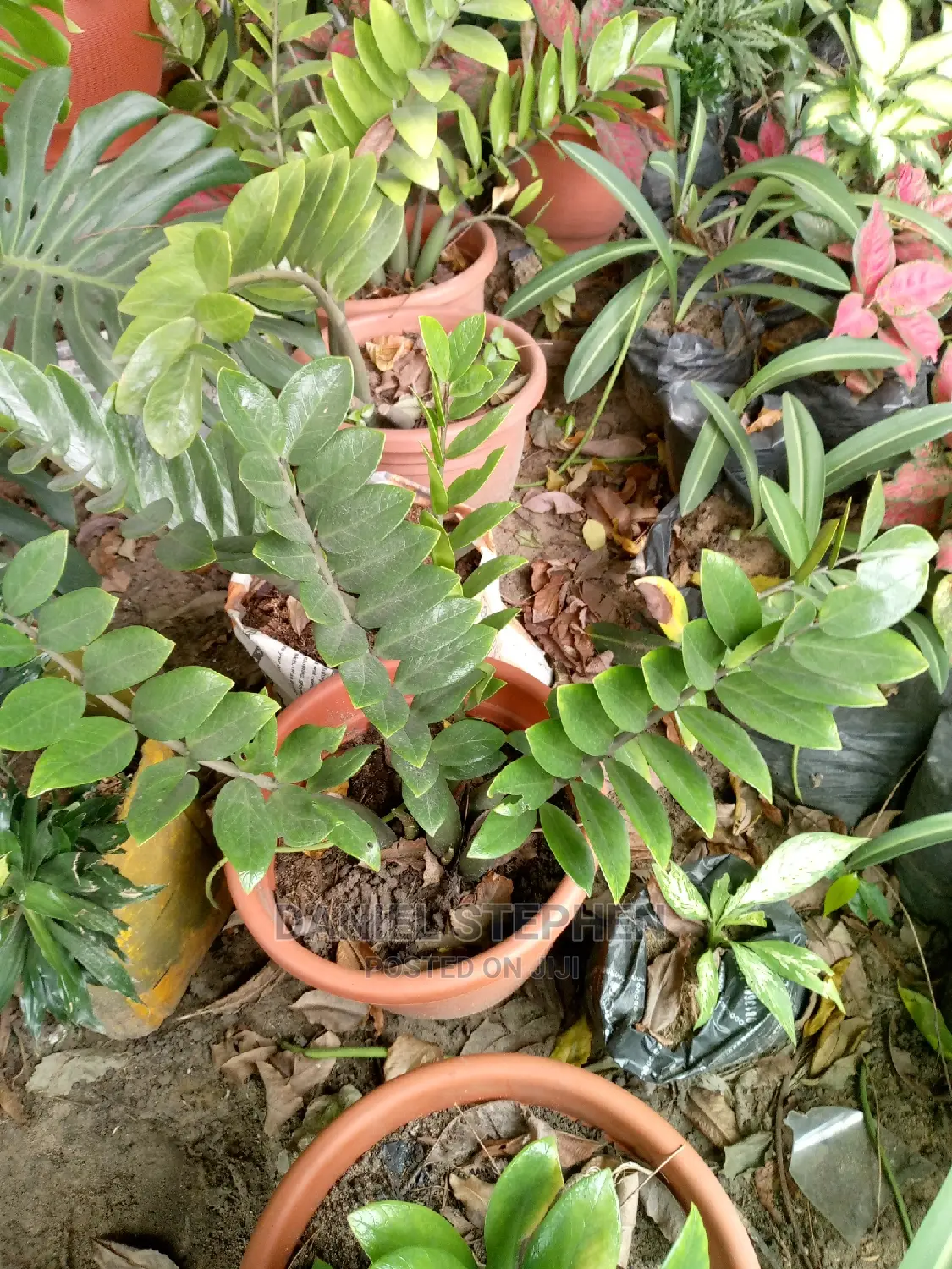 Aroid Palm