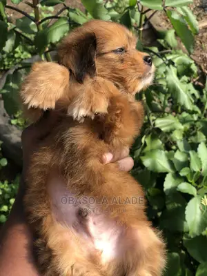 1-3 months Female Purebred Lhasa Apso