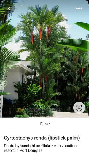 Lipstick Palm (Red Palm) for Sell
