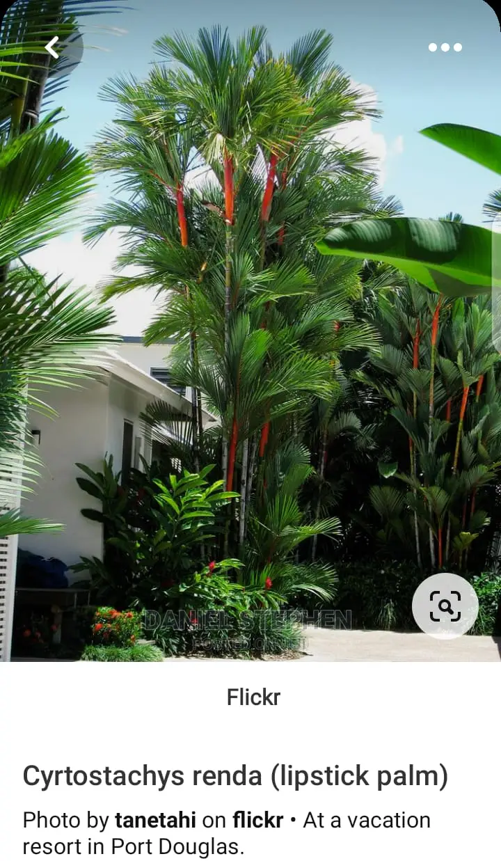 Lipstick Palm (Red Palm) for Sell