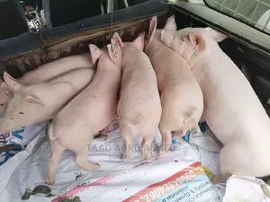 Quality Pig Breed at Aisu-Ede, Osun