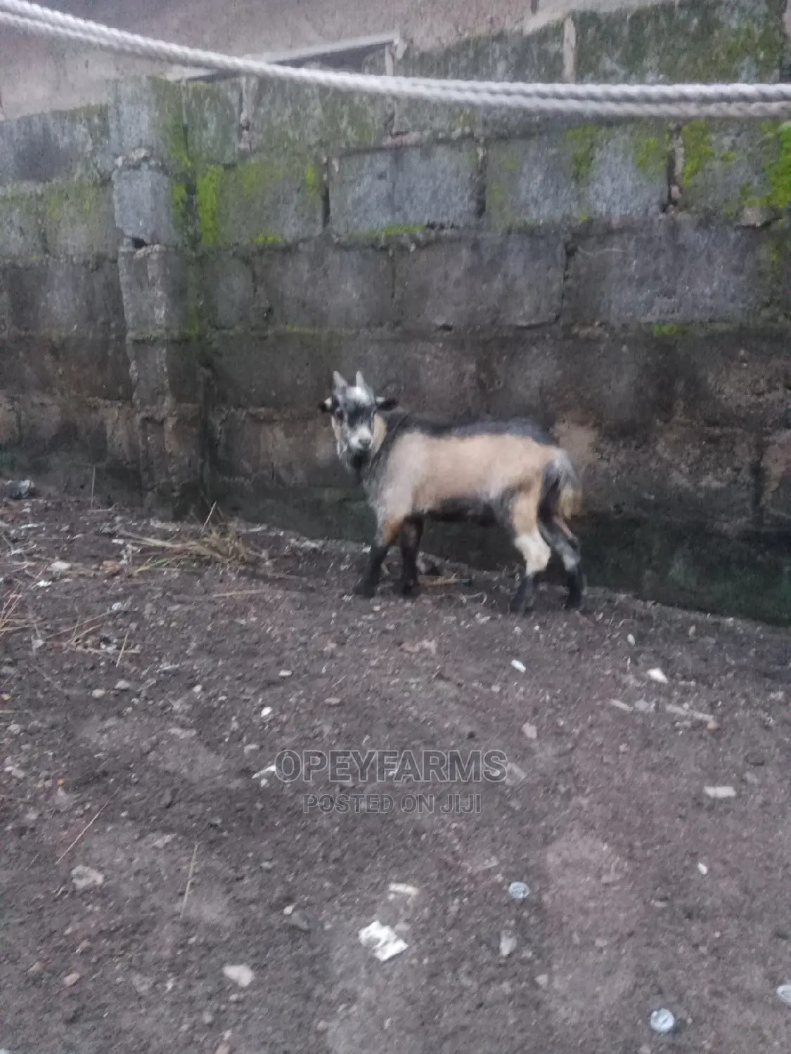 Local Goats