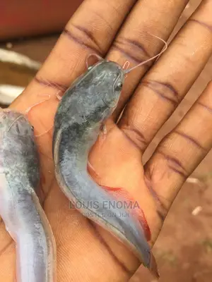 Fast Growth You Can Sell in Three Months