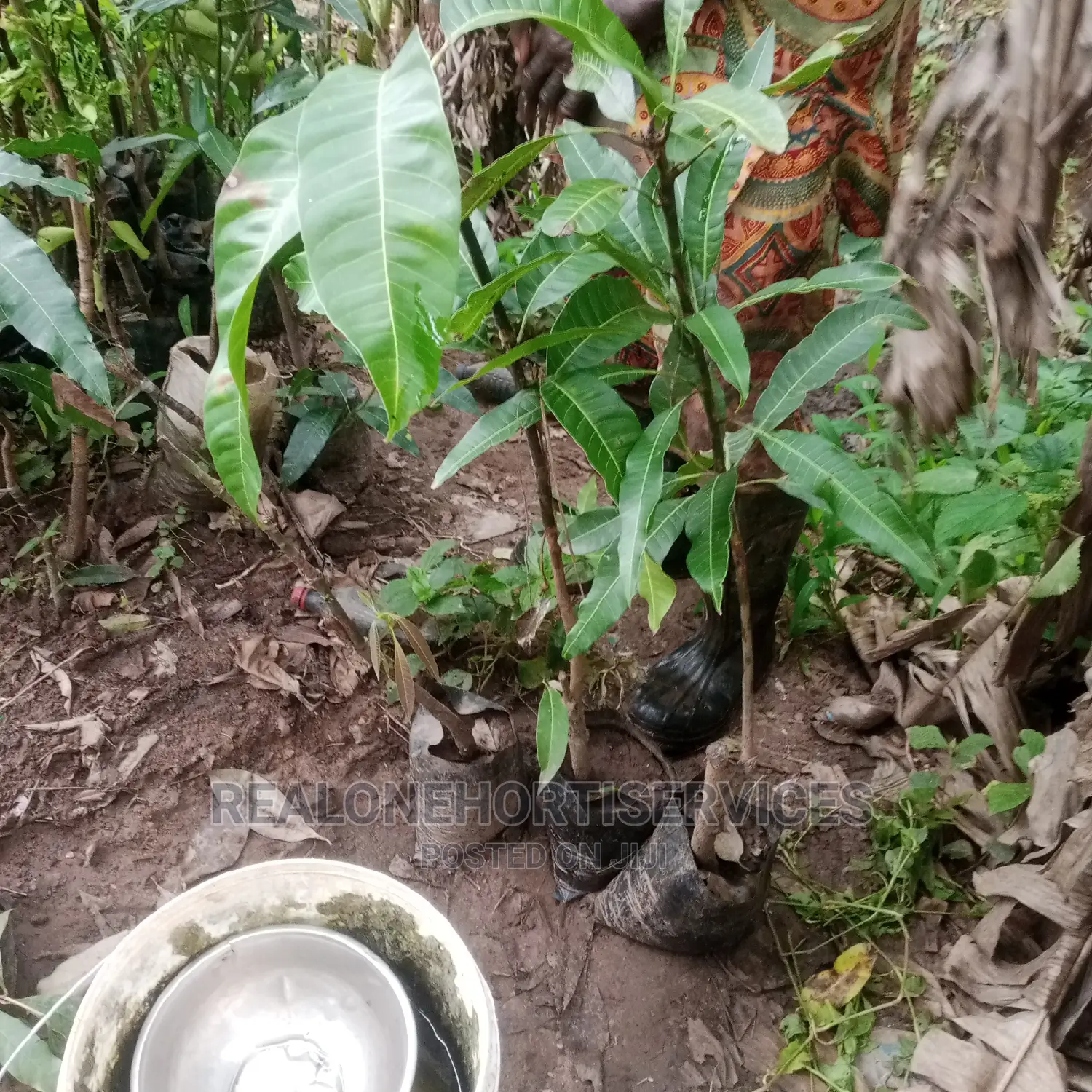Home Fruit Seedlings