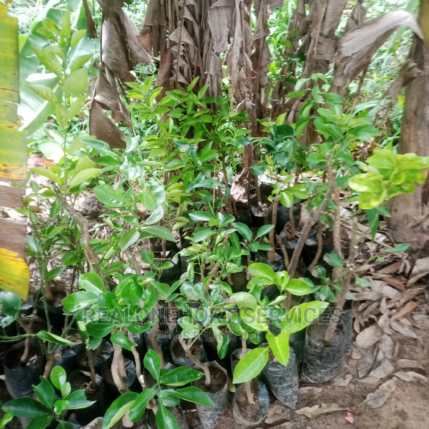 Home Fruit Seedlings